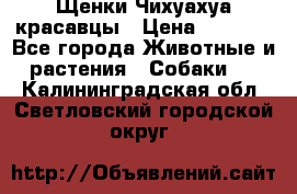 Щенки Чихуахуа красавцы › Цена ­ 9 000 - Все города Животные и растения » Собаки   . Калининградская обл.,Светловский городской округ 